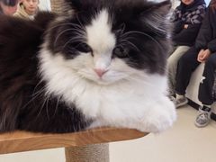 -共舞时光猫咖·狗咖(新街口店)