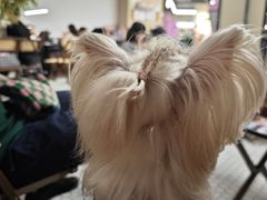 -PIGGYOO人生四格漫画店(朝外店)