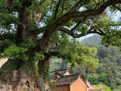 -杨家堂村