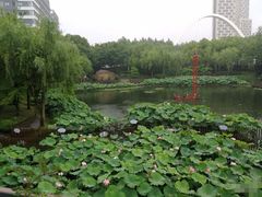 -陈家山荷花公园