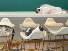 -飞行喵MR PILOT|猫舍·猫咖(静安大融城店)
