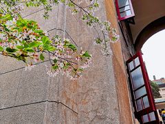 -武汉大学-樱园