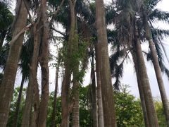 -大湾区中央湿地公园