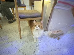 -喵园·猫主题咖啡厅·撸猫·猫咖(国贸店)