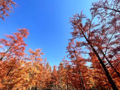 -昆山城市生态森林公园