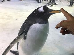 -芜湖新华联大白鲸海洋公园