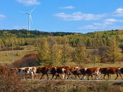 -塞罕坝国家级自然保护区