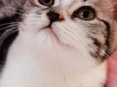 -lincat·猫舍(广州店)