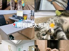 -爱侣宠医·鹦鹉专科·小型哺乳类·异宠专科(灵石路店)