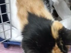 -北京观赏动物医院·24小时大型综合·猫专科·异宠专科