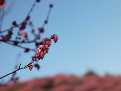 -新建村梅花