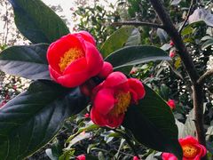 -华南国家植物园-售票处