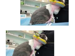 -北京观赏动物医院·24小时大型综合·猫专科·异宠专科