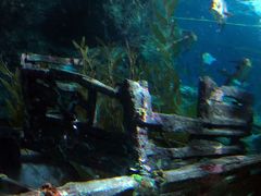 -暹罗海洋世界
