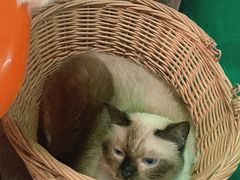 -猫咪博物馆(顶澳仔猫街店)