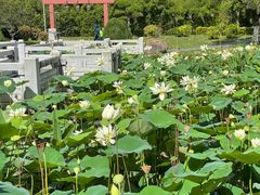 -厦门园林博览苑