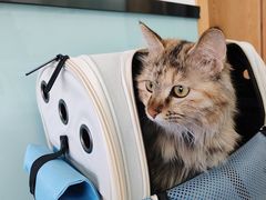 -中农大我爱我爱动物医院·核磁CT·猫病·24小时夜诊中心(石佛营店)