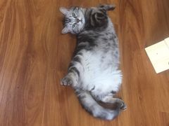 -猫爪屋猫咖(乐汇城店)