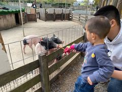 -前小桔亲子创意农场·草莓采摘·露营烧烤