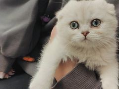 -宠福鑫康馨动物医院·骨科·眼科