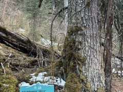 -白马王朗自然风景区