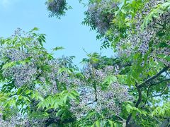 -美兰湖景区