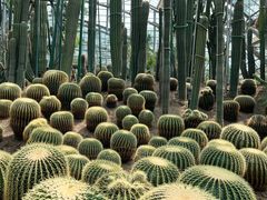 -南山植物园