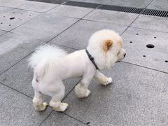 -重庆市江北嘴中央商务区中央公园