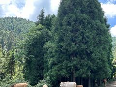 -武陵山森林公园