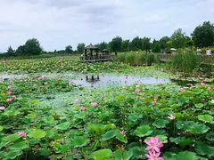 -羊亭河湿地公园