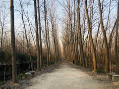 -合肥滨湖国家森林公园