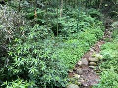 -都江堰中华大熊猫苑