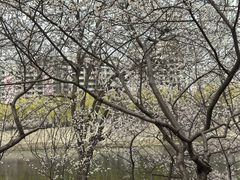 -桃花堤公园