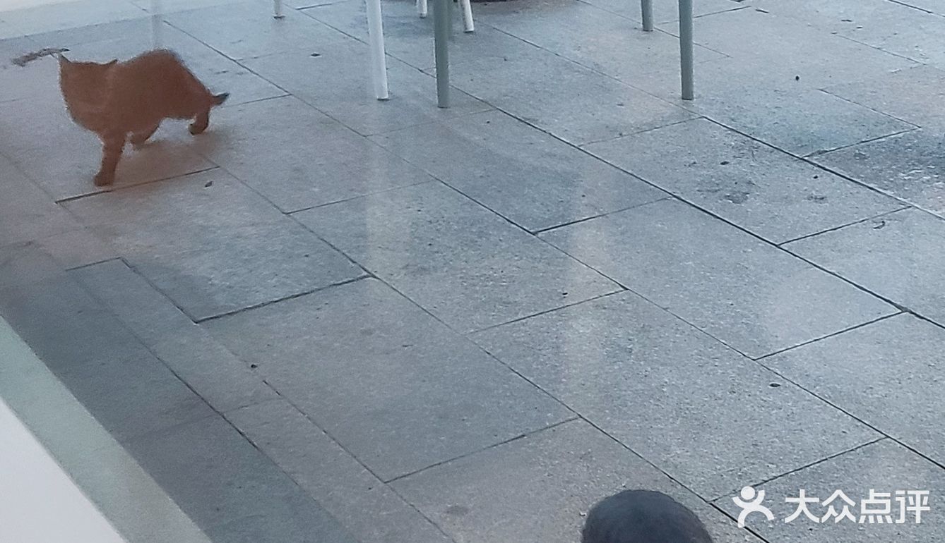 快园偶遇一坨猫