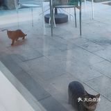 快园偶遇一坨猫