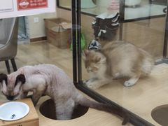 -袖虎猫馆(十亩地店)
