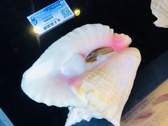 女王凤凰螺-贝壳梦幻世界