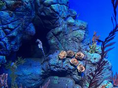 -上海海洋水族馆