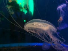 -泉城欧乐堡海洋极地世界