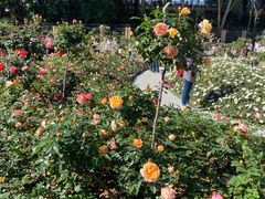 -人民公园(罗湖区)