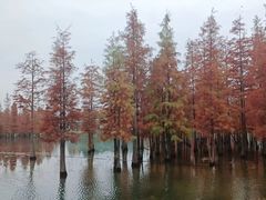 -白鹭湾湿地公园