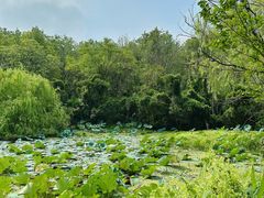 -昆山城市生态森林公园