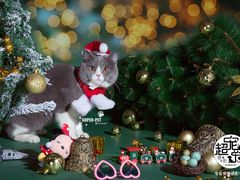 -瑞派福兴宠物医院犬猫全科·骨科·中西医结合(河东店)