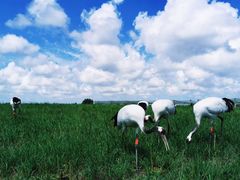 -盐城丹顶鹤湿地生态旅游区