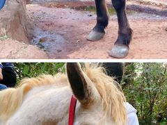 -海南热带野生动植物园