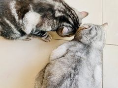 -平行世界·猫咖(首经贸店)