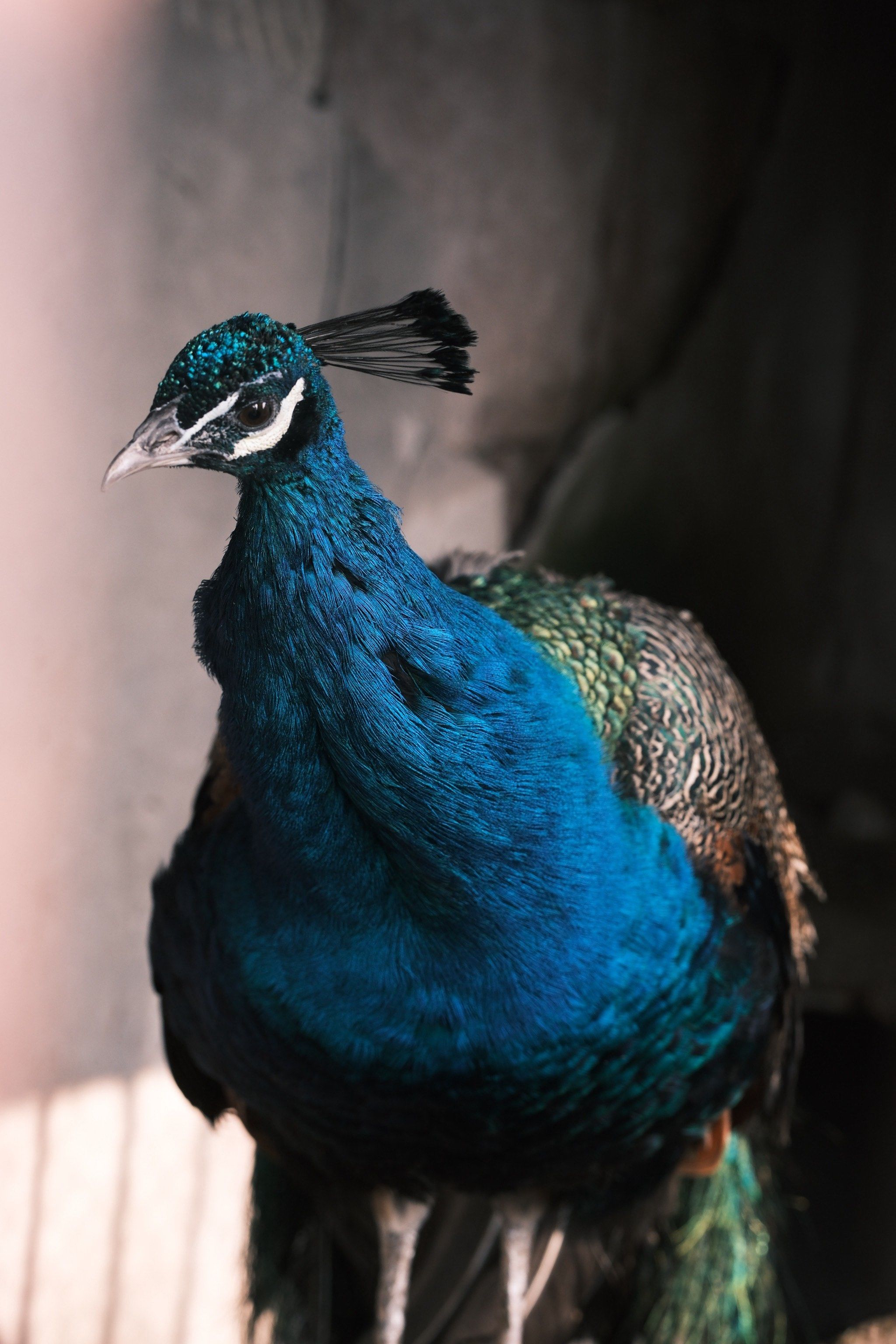 动物园的的华丽孔雀