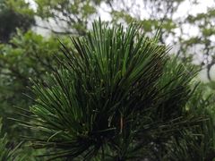 -梅沙尖