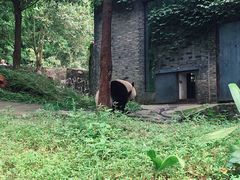 -都江堰中华大熊猫苑