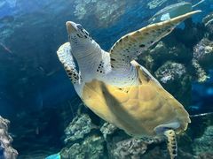 -上海海洋水族馆